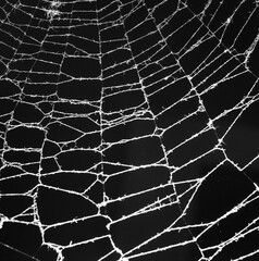 Wall Mural - spider web on a dark background