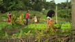 Small community farm. People working on organic farm cultivating vegetables