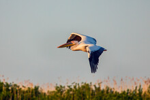 Images With Pelicans From The Natural Environment, Danube Delta Nature Reserve, Romania.