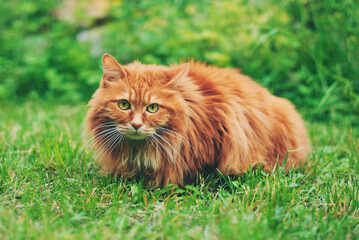 Wall Mural - Cute red cat outside