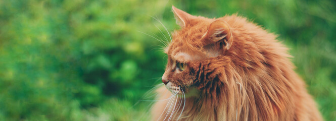 cute red cat outside