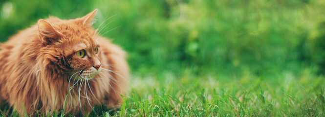 Wall Mural - Cute red cat outside