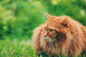Wall Mural - Cute red cat outside