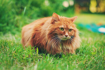 Wall Mural - Cute red cat outside
