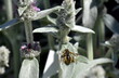Bienenwespe auf einem Wollziestblatt