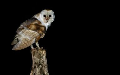 Wall Mural - Barn owl