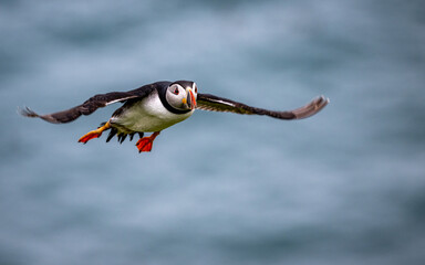 Wall Mural - Puffin in flight