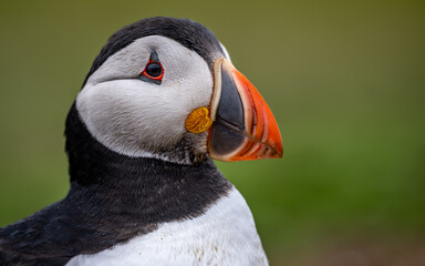 Wall Mural - Portrait of a puffin