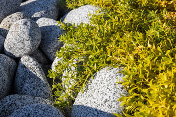 Wall Mural - Honckenya peploides (sea sandwort or seaside sandplant). Plant among the stones on the seashore close-up. Natural background. Shallow depth of field.