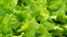 Fresh Green Salad In The Sun. Close-up Macro View Of Fresh Green Lettuce Leaves With Water Drops, Harvest And Vegan. Healthy Eating And Shades Of Green, Fill Background