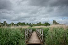 Wooden Foot Bridge In Wetlands.