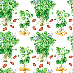 Seamless pattern of potato bushes watercolor illustration isolated.