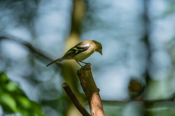 Goldfinch 