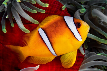 Wall Mural - Amphiprion bicinctus, in his colorful host sea anemone, heteractis magnifica, Sharm el-Sheikh, Red Sea