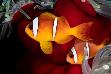 Wall Mural - Clownfish Couple