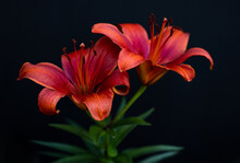 Red Lily 