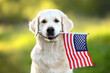 canvas print picture - happy golden retriever dog holding American flag in mouth