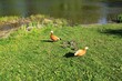 Wild ogar red duck family with little baby ducklings in a living nature near the river on a sunny day. Mallard with chicks resting in park pond. Wildlife of waterbirds on green grass. Roody Shelduck