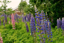 Bright Pink And Purple Lupine Flowers Grow In The Country Outside The City, A Blooming Field