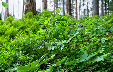 Wall Mural - Shrub with ripe fruit wild bilberries in forest