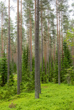 Fototapeta Perspektywa 3d - Pine tree forest. Scenic background picture of Scandinavian summer nature.