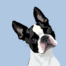 Portrait Of French Bulldog Doodle, Boston Terrier Illustration