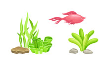 Underwater Marine Plants And Fish Set. Aquatic Algae, Aquarium Flora And Fauna Cartoon Vector Illustration