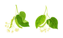 Linden Tree Twigs With White Delicate Buds And Flowers Set Vector Illustration