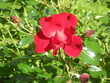 czerwona róża wśród liści