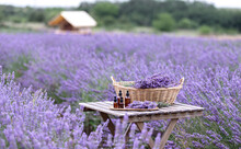 Amber Essential Lavender Oil Bottle. Violet Lavendar Field In Provence.