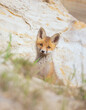 Cute fox Vulpes vulpes cub has climbed out of the burrow and is looking around.