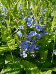 Wall Mural - blue wild flowers of Veronica chamaedrys, - the germander speedwell, bird's-eye speedwell,  cat's eyes