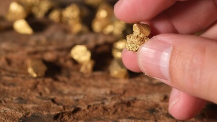 Canvas Print - The man's hand was holding the gold ore found in the mines.	