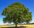 Landscape with huge old walnut tree (Juglans regia) in the middle of agricultural fields in midsummer. Hesse, Germany