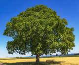 Fototapeta  - Landscape with huge old walnut tree (Juglans regia) in the middle of agricultural fields in midsummer. Hesse, Germany