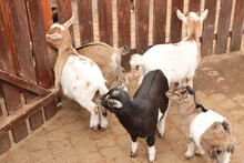 Little Goats In A Touching Zoo
