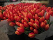 red and yellow tulips at a florist in Tallin, Estonia