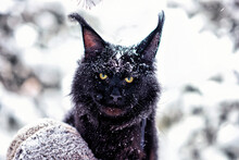 A Very Nice Black Maine Coon Cat Sitting On A Tree In A Winter Snowy Forest. Cold Frosty Weather.
