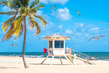 Wall Mural - Seafront beach promenade with palm trees on a sunny day in Fort Lauderdale with seagulls