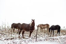 Four Horses Grazing In A Snowy Corn Field | Amish Country, Ohio