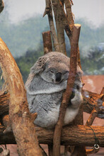 Koala In A Zoo In France 