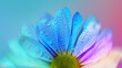 © Shelby - Rainbow Daisy, Beautiful Background, Macro Flower Photography