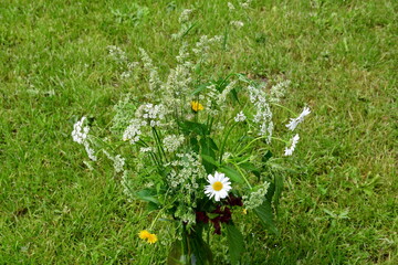 Wall Mural - a bouquet of flowering garden weeds - daisies, dandelions, snyt and grasses in a transparent glass v