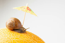 A Lonely  Grape Snail Under An Umbrella Crawls Along A Rough Textured Yellow Surface. Summer Holiday Or Vacation Concept With Copy Space