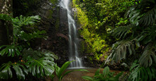 Waterfall In The Rain Forest