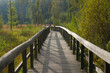 View of a wooden bridge in a swampy forest area.