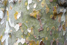 Sycamore Tree Bark Close Up. Sycamore Bark Background