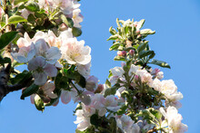 Columnar Apple Tree In Bloom. Apple Tree Flowers. Apple Blossom. Flowers In Spring Time
