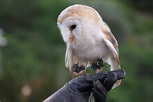Common Barn Owl On A Human Hand Wearing A Leather Glove.