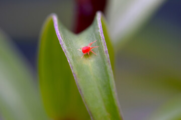 Canvas Print - Red Spider Mite 02